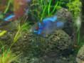 /album/hs-peixes-ornamentais/ramirezi-azul-jpg/